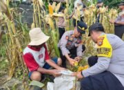 Polres Bangli Panen Jagung 3 Ton di Tembuku: Bukti Nyata Dukung Ketahanan Pangan Nasional