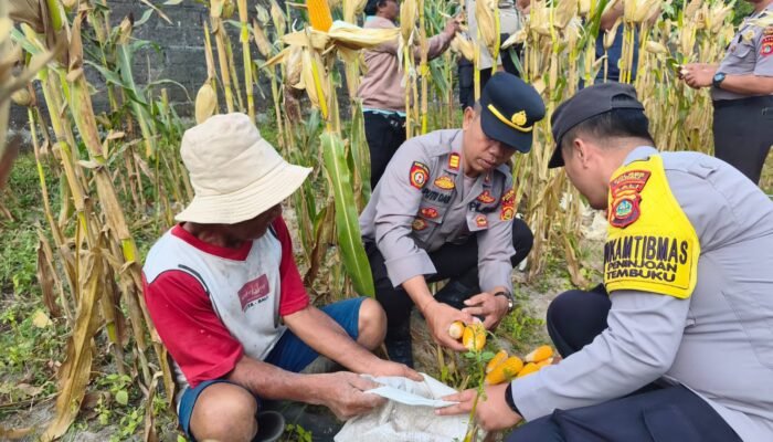 Polres Bangli Panen Jagung 3 Ton di Tembuku: Bukti Nyata Dukung Ketahanan Pangan Nasional