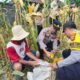 Polres Bangli Panen Jagung 3 Ton di Tembuku: Bukti Nyata Dukung Ketahanan Pangan Nasional