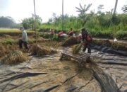 Wujudkan Swasembada Pangan, Babinsa Koramil 0808/11 Binangun Dampingi Petani Panen Padi Di Desa Sambigede