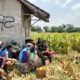 Wujud Nyata Dukungan Hanpangan, Babinsa Kanigoro Turun Ke Sawah Bantu Petani Panen Jagung