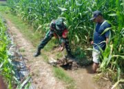 Sinergi TNI Dan Petani Babinsa Purwokerto Pastikan Pasokan Air Lahan Jagung Dusun Tumpuk Optimal
