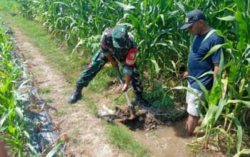 Sinergi TNI Dan Petani Babinsa Purwokerto Pastikan Pasokan Air Lahan Jagung Dusun Tumpuk Optimal