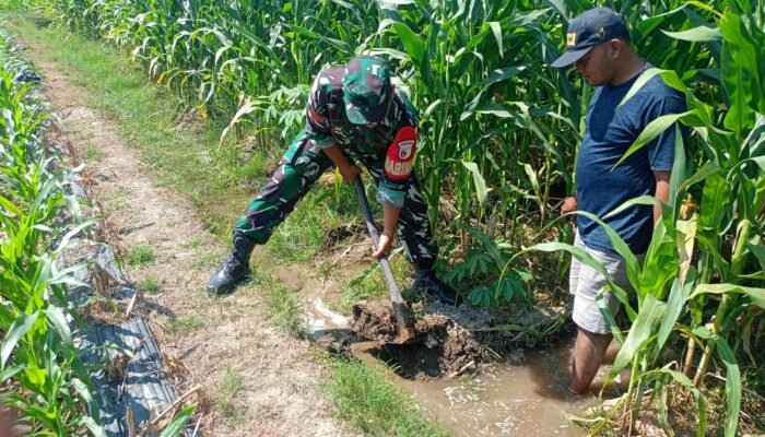 Sinergi TNI Dan Petani Babinsa Purwokerto Pastikan Pasokan Air Lahan Jagung Dusun Tumpuk Optimal