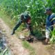 Sinergi TNI Dan Petani Babinsa Purwokerto Pastikan Pasokan Air Lahan Jagung Dusun Tumpuk Optimal