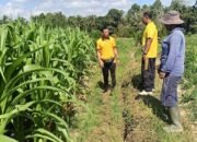 Menuju Panen Oktober, Polsek Abiansemal Kawal 10 Hektare Jagung di Subak Tabah