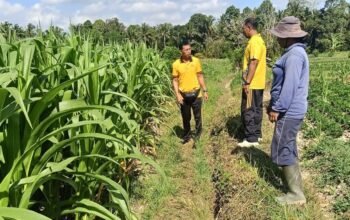Menuju Panen Oktober, Polsek Abiansemal Kawal 10 Hektare Jagung di Subak Tabah