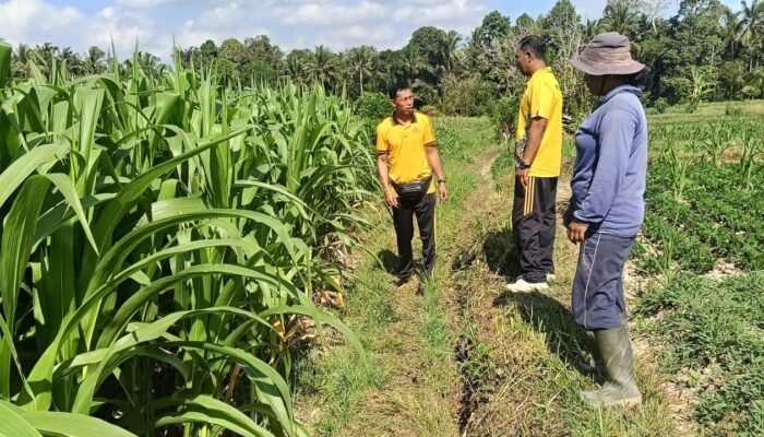 Menuju Panen Oktober, Polsek Abiansemal Kawal 10 Hektare Jagung di Subak Tabah