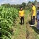 Menuju Panen Oktober, Polsek Abiansemal Kawal 10 Hektare Jagung di Subak Tabah