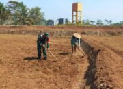 Dukung Ketahanan Pangan Nasional, Babinsa Selorejo Dampingi Petani Siapkan Lahan Tanam Jagung di Desa Boro 