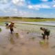 Dukung Swasembada Pangan, Babinsa Koramil 0808/09 Sutojayan Turun Ke Sawah Bantu Petani Tanam Padi