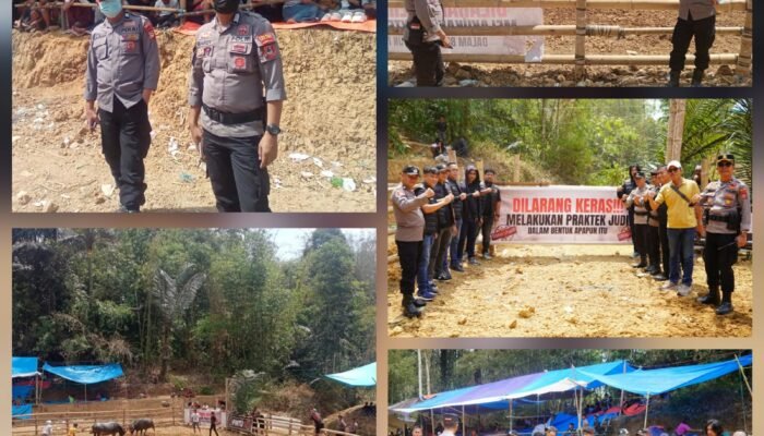 Dukung Pelestarian Budaya, Polres Toraja Utara Gelar Pengamanan dan Pengawasan Tradisi Adat Adu Kerbau di Tondon